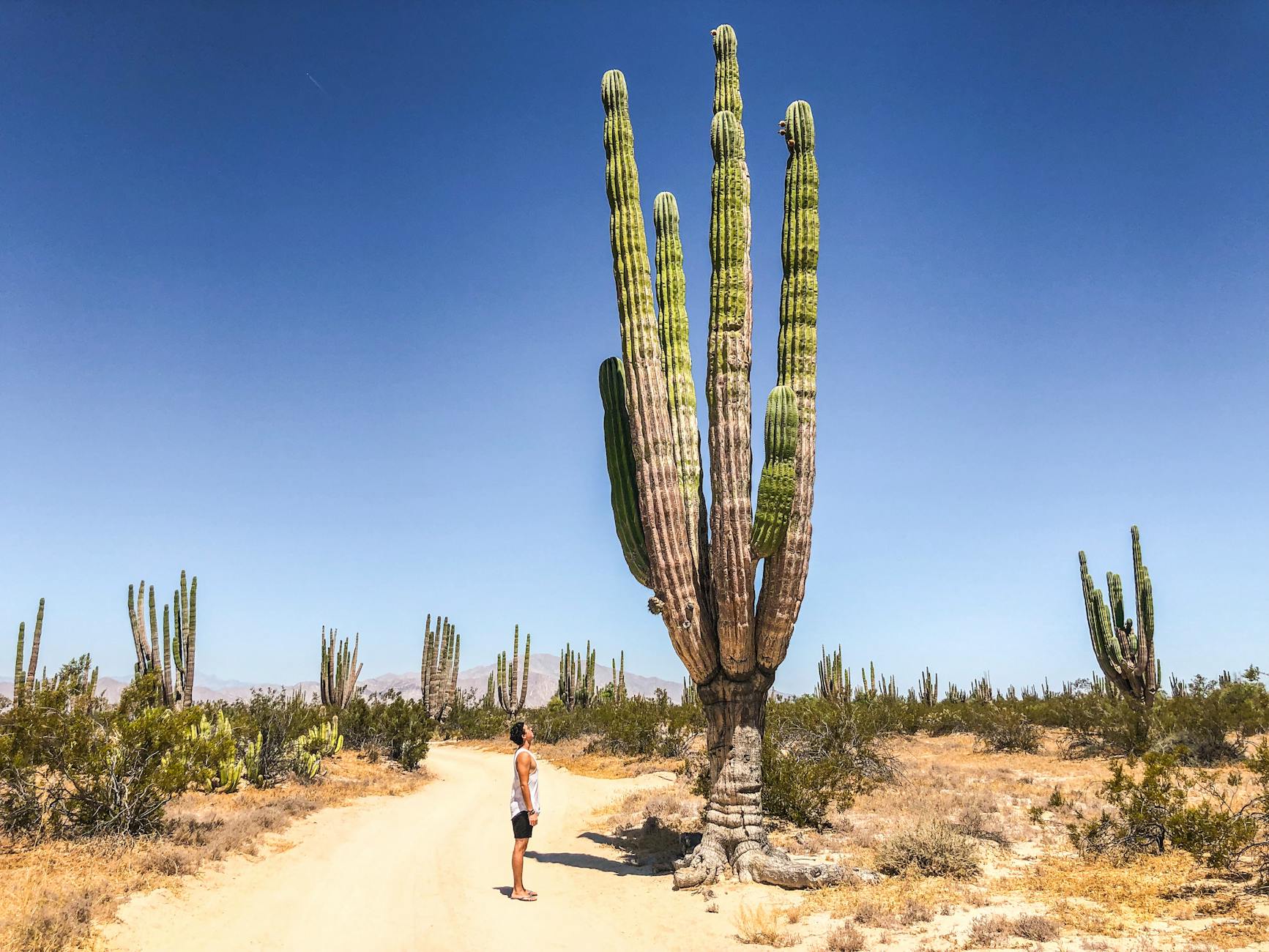 photo of man standing near cactus